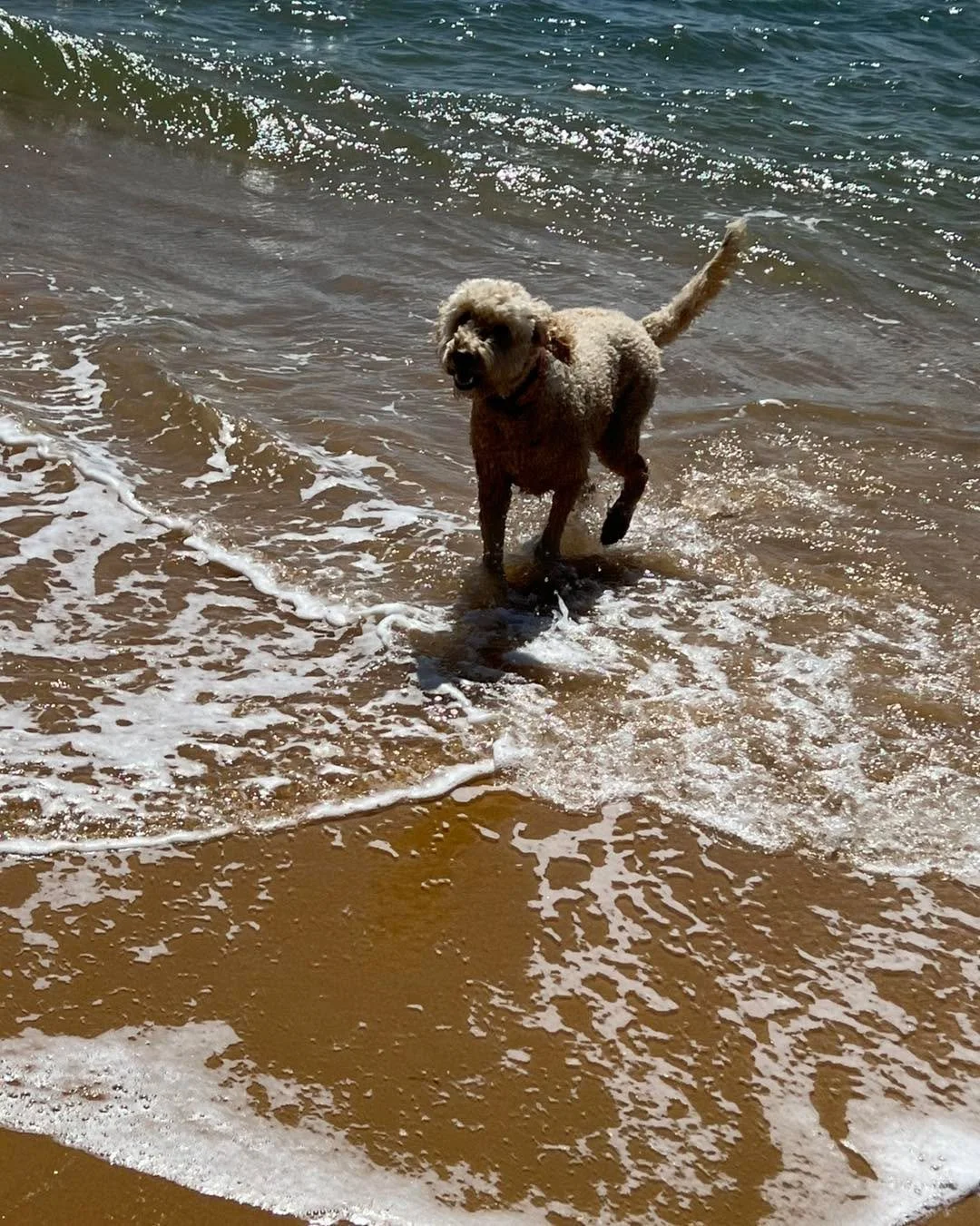 Ventnor Dog Beach - what a ripper of a spot- and so close to Ripples n Tonic ripples05 farm.
Book your next pet friendly stay now. 

#ripplesntonicfarm #Farmstay #accessibletravel #ripplesntonic #petfriendly #visitphillipisland #farmstay #farmlife #i