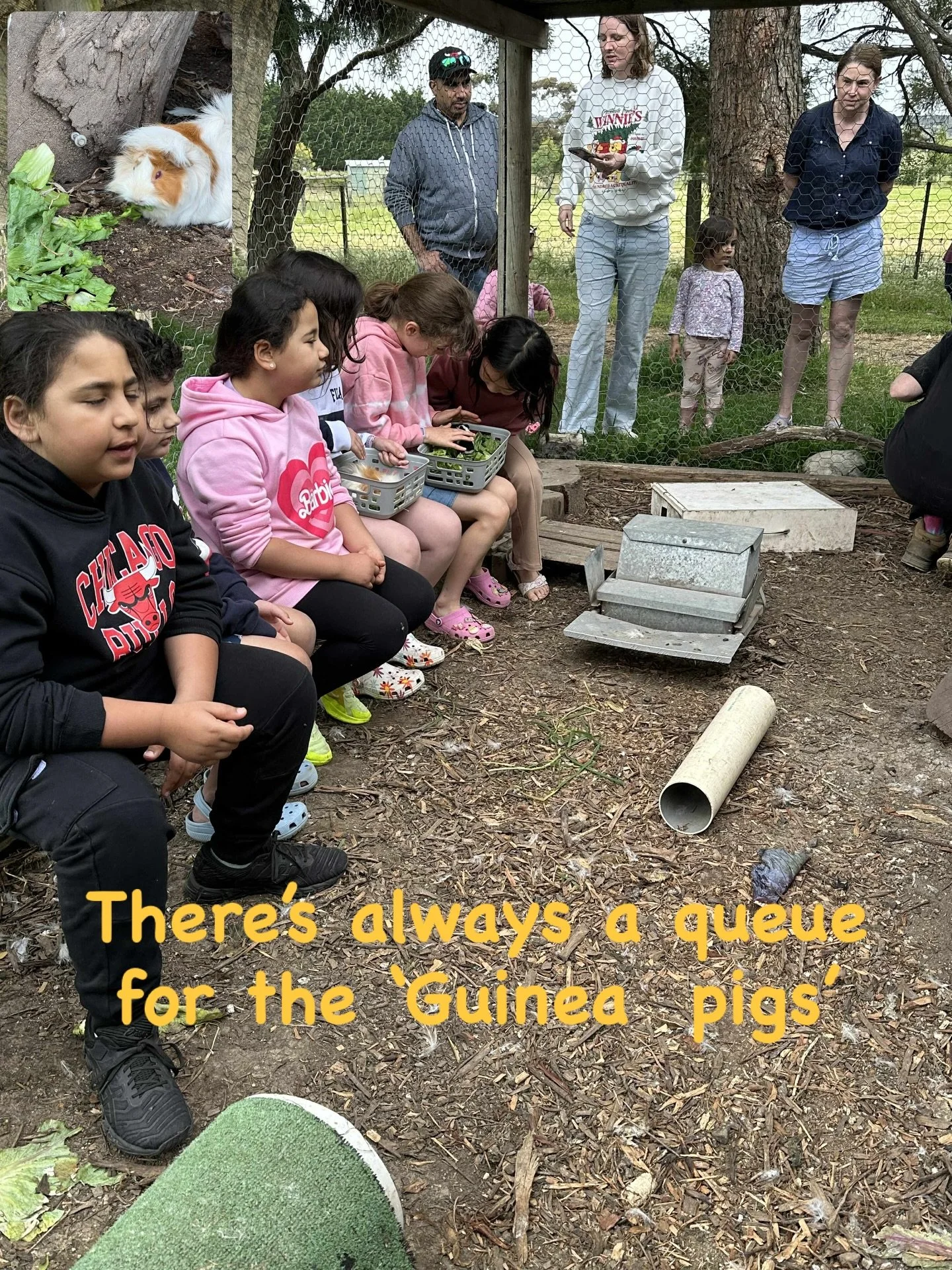 School holidays have begun ~ can&rsquo;t wait to see you all.  Happy holidays  Who loves the Guinea pigs?  #ripplesntonic  #ripplesntonicfarm #rnt #guineapigs #holidays