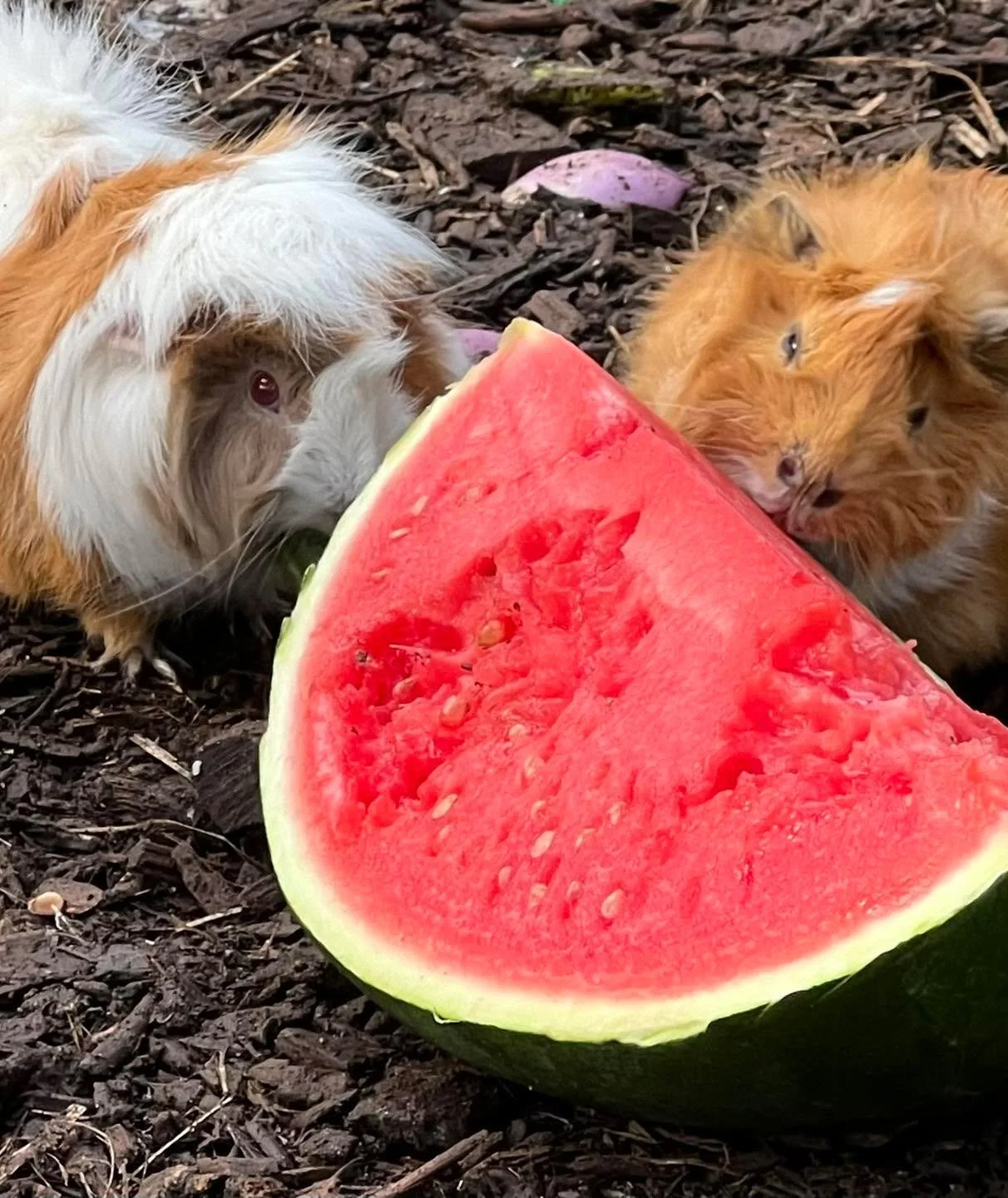 Delicious on a hot January day

Largest treat ever&hellip;.

#ripplesntonicfarm #watermelon #watermelonsugar #watermelontourmaline #watermelonchallenge #guineapigs #guineapigsofinsta #guineapigsof_ig #guineapigslove #guineapigslovers #guineapigsoffac