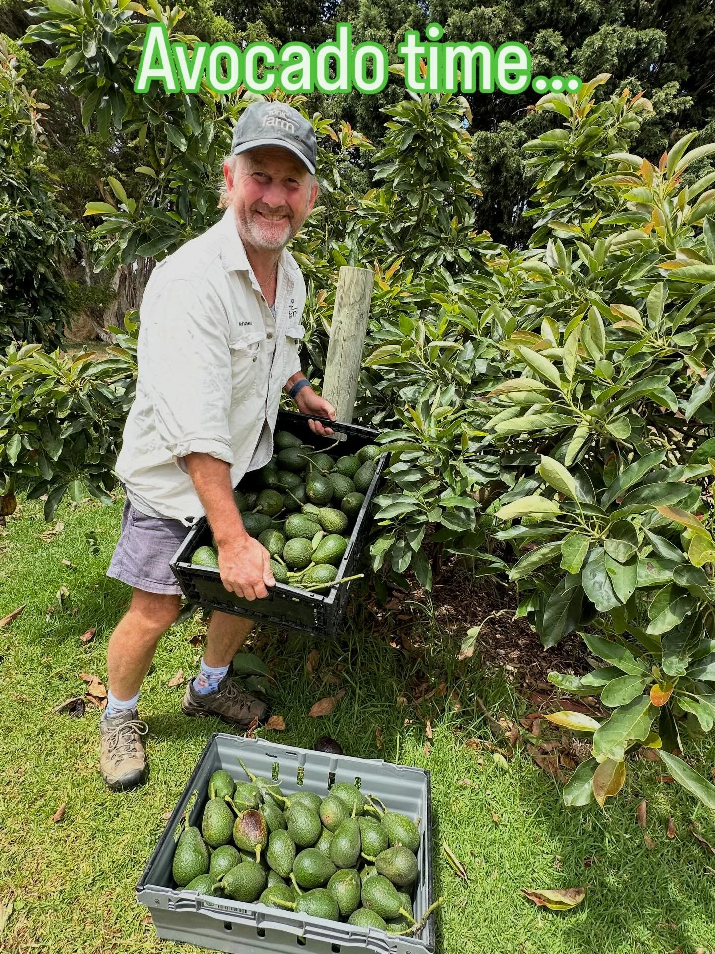 Nachos, smoothies, salad.. yummy #avocado #avocadotoast #ripplesntonicfarm #rnt