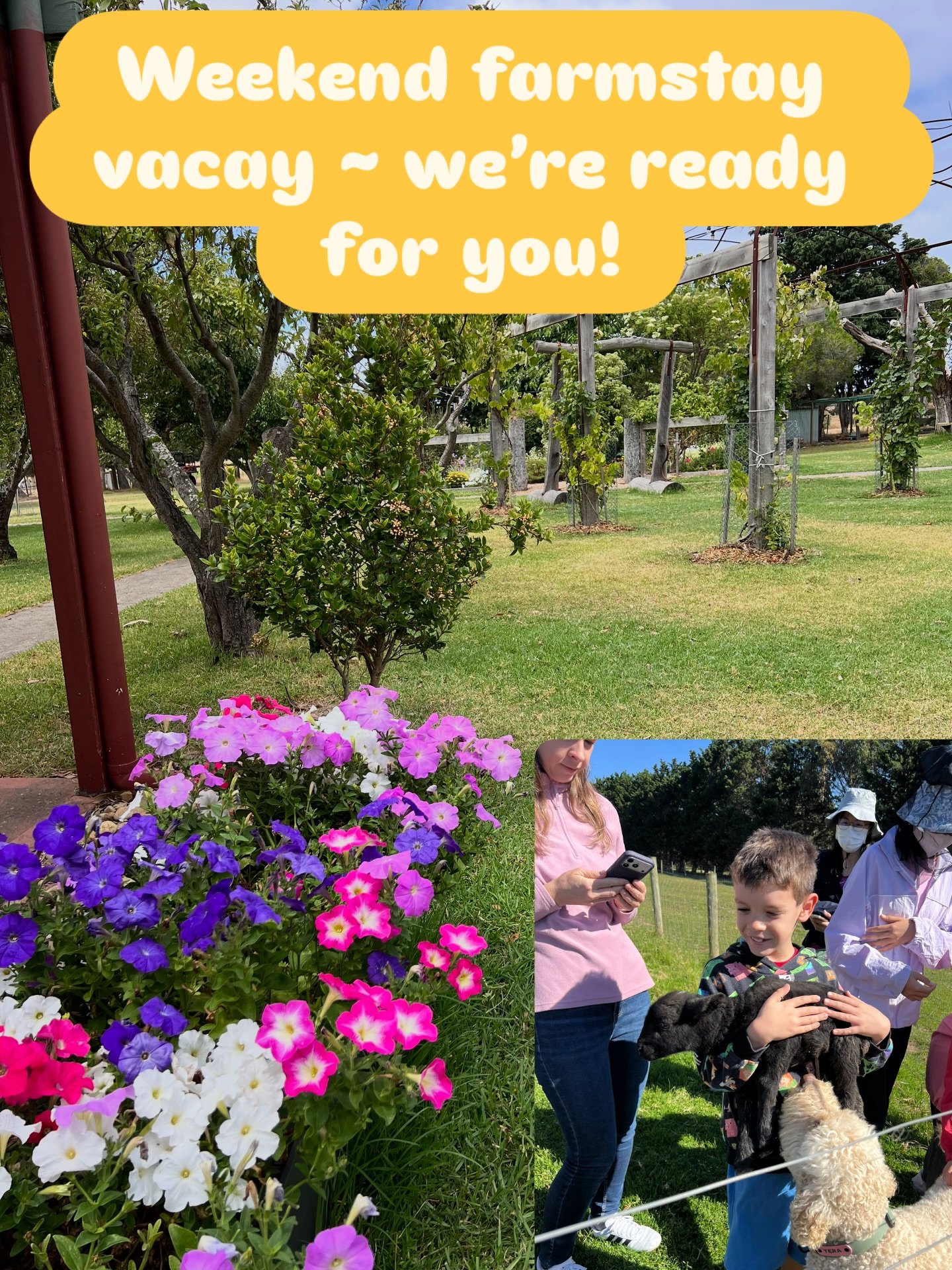Ready for another fun filled farmstay vacay at  @ripples_n_tonic farm  Book yours.  #farmstayvacay #ripplesntonicfarm #petfriendlyaccommodation #rnt #visitphillipisland