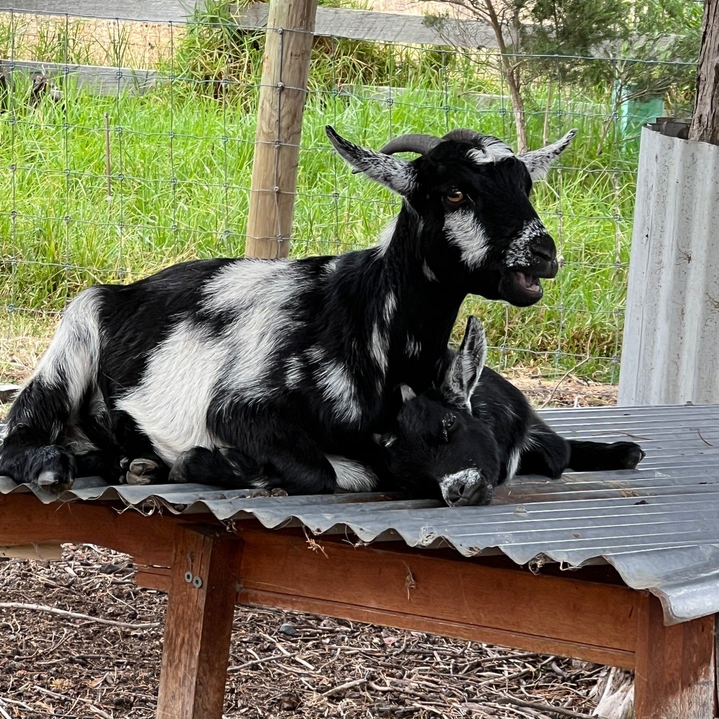 City life moving too fast? 🚗💨. 
Imagine waking up just 90 minutes from Melbourne to birdsong, open paddocks, fresh country air, and a farmstay that truly welcomes everyone 🌾💛
At Ripples n Tonic farm, we&rsquo;ve created a space that&rsquo;s:
♿ Ac