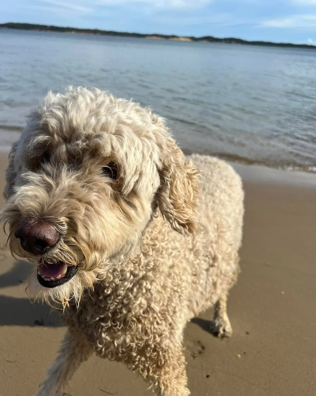 Looking for an accessible &amp; pet friendly getaway only 90mins from Melbourne ~ best check out Ripples n Tonic farm 

Great spot - get by on it! 

#spot  #accessibletravel #petfriendly #visitphillipisland #inclusivetourism #petfriendlytravel