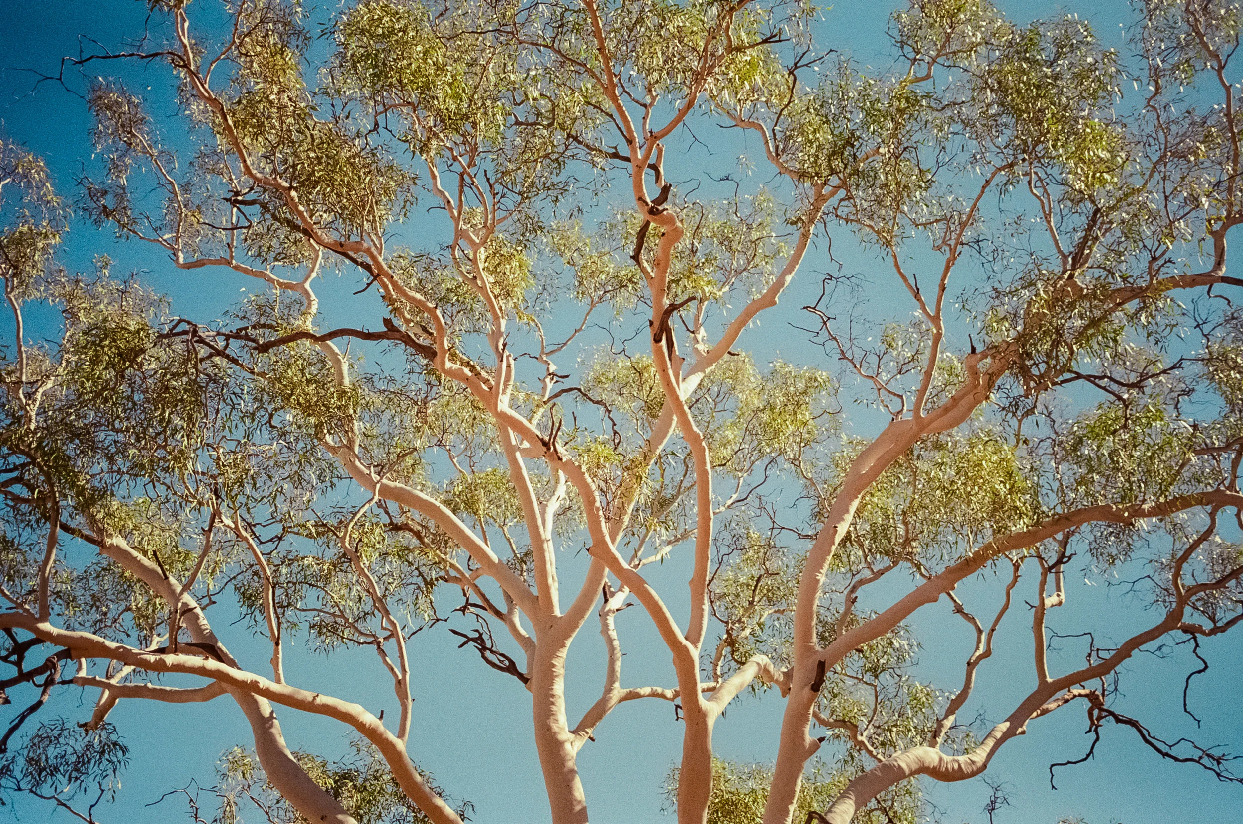 Central_Aus_JT-75.jpg