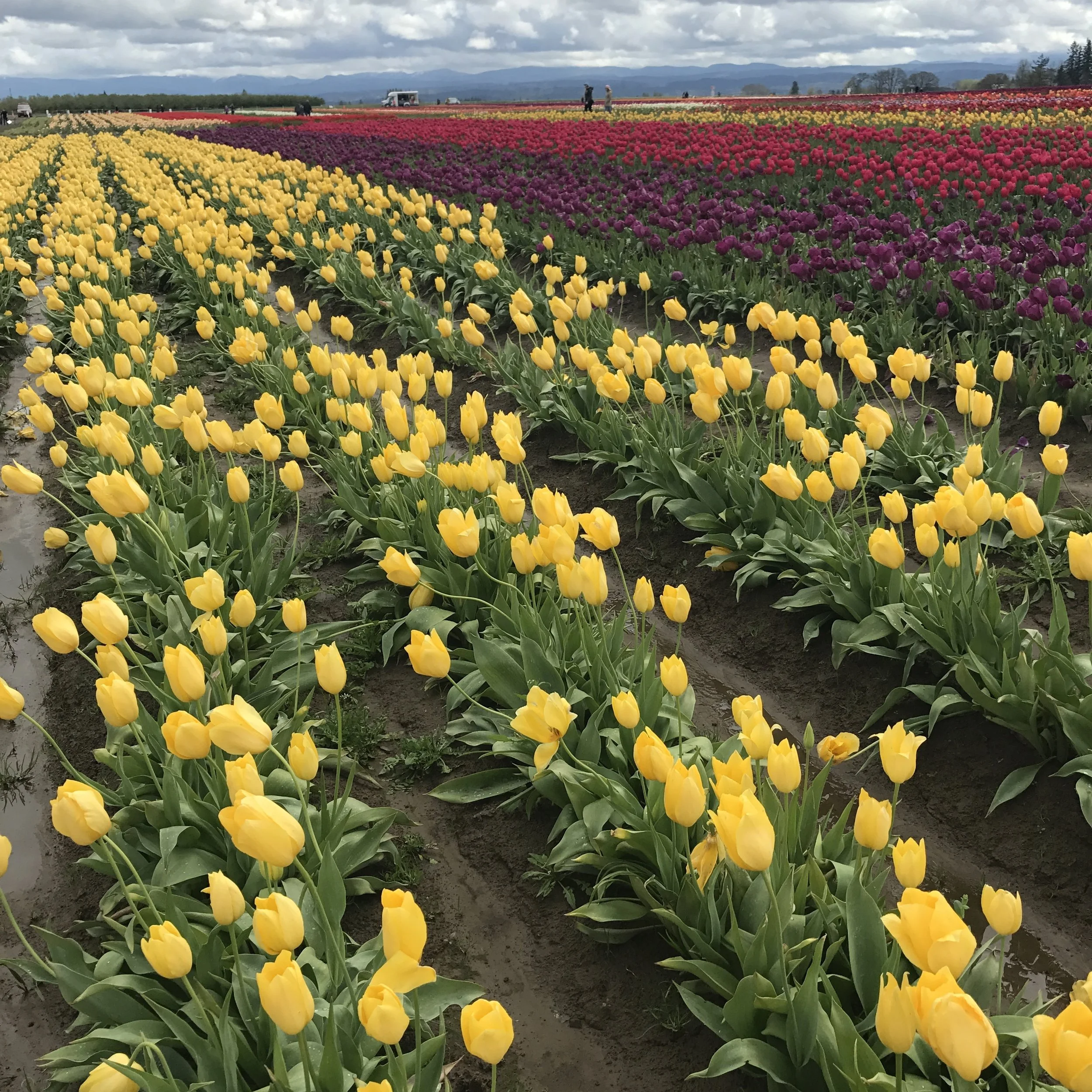 The fields are adorned with tulips of all variety and color at the Wooden Shoe Tulip Festival.