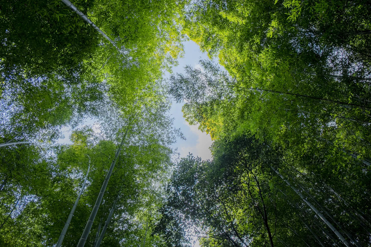 Bamboo reaching for the sun.