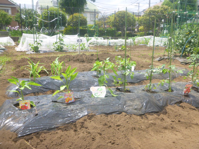 こんなにたくさん植えました🎶栄養をいっぱい吸収して大きくなーれ!