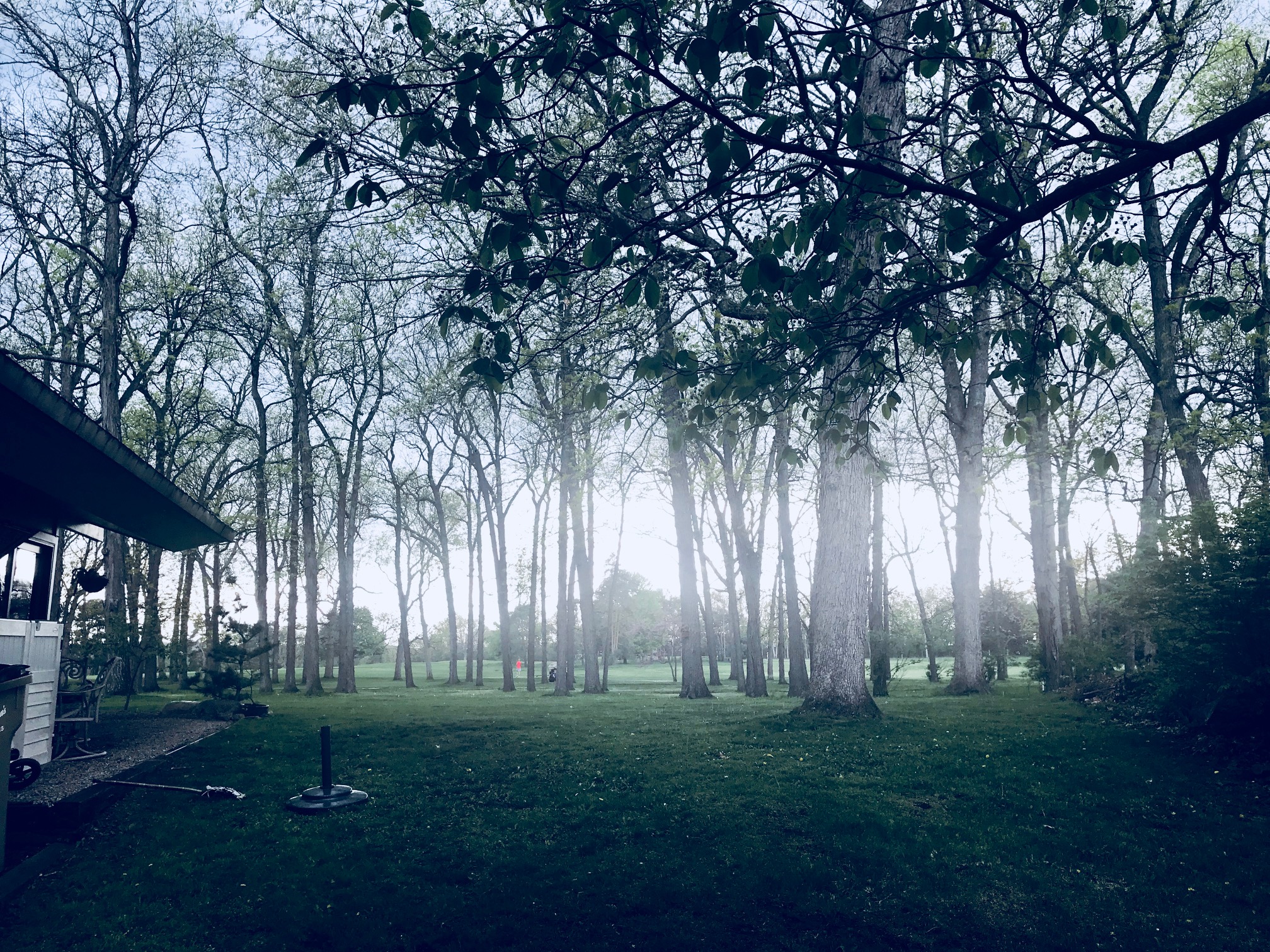 Shagbark Hickory Forest on outside the window