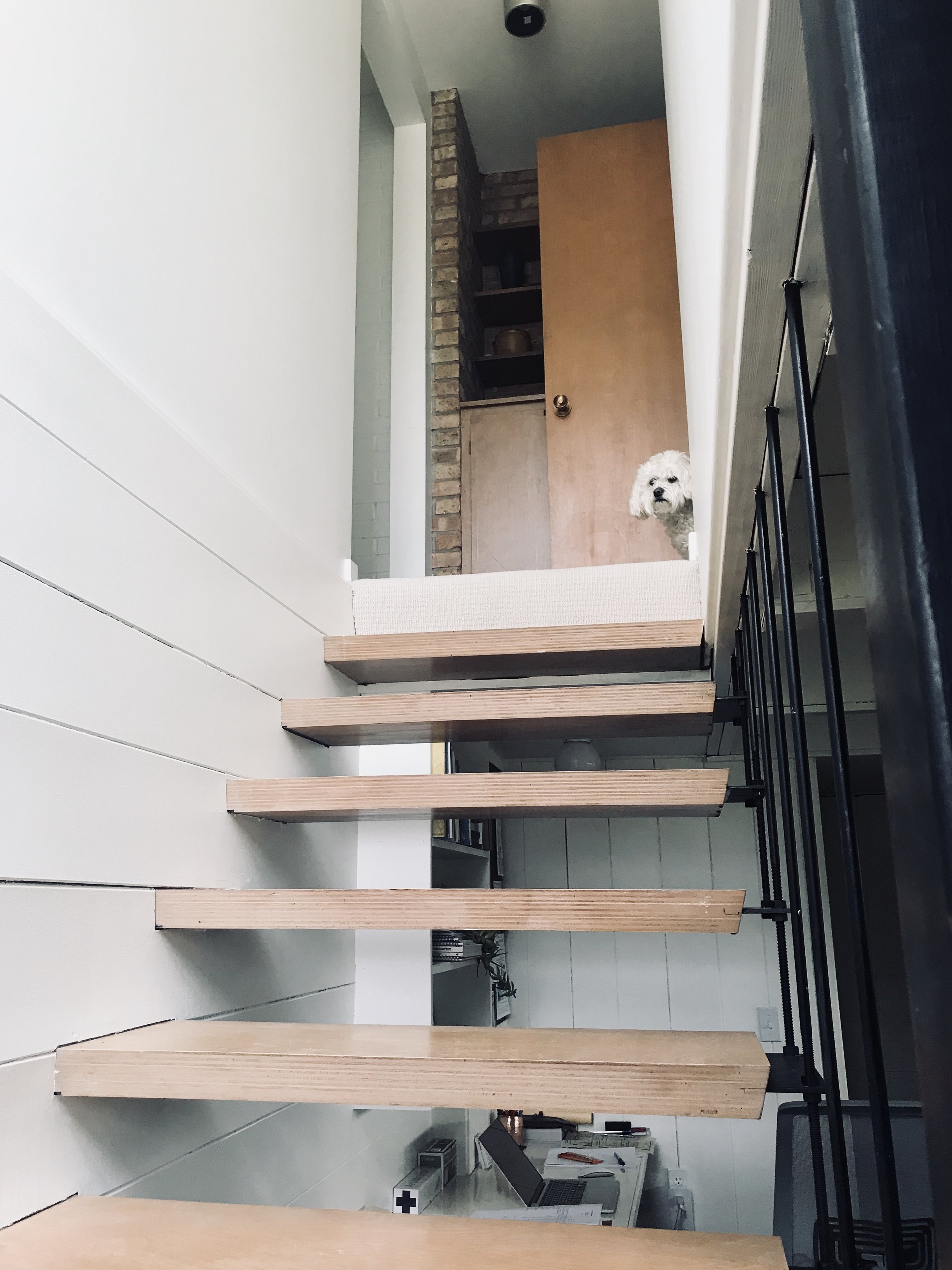 2360 7th Street Floating Stairway with Doggie.jpg