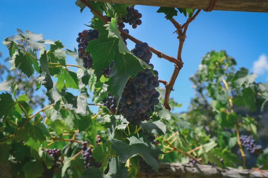 Well Travelled Bride Amalfi Elopement Kelsey Genna David Palfreyman Grapes.jpeg
