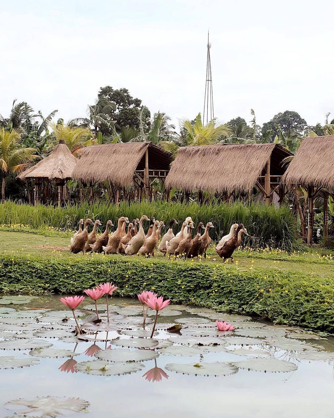 2 Well Travelled Bride Wedding Venue Desa Visesa Ubud.jpg