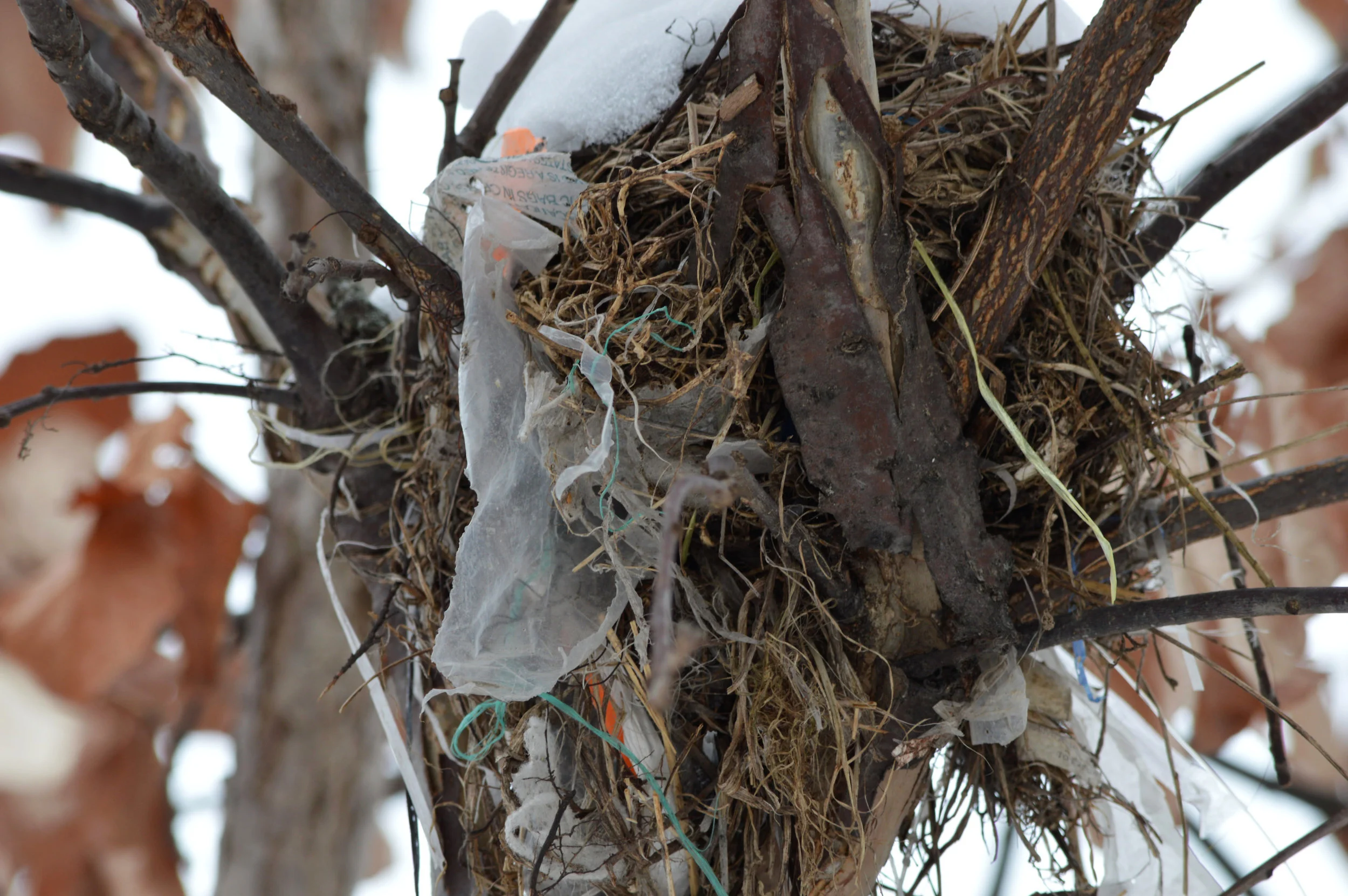 Nest 2MP18