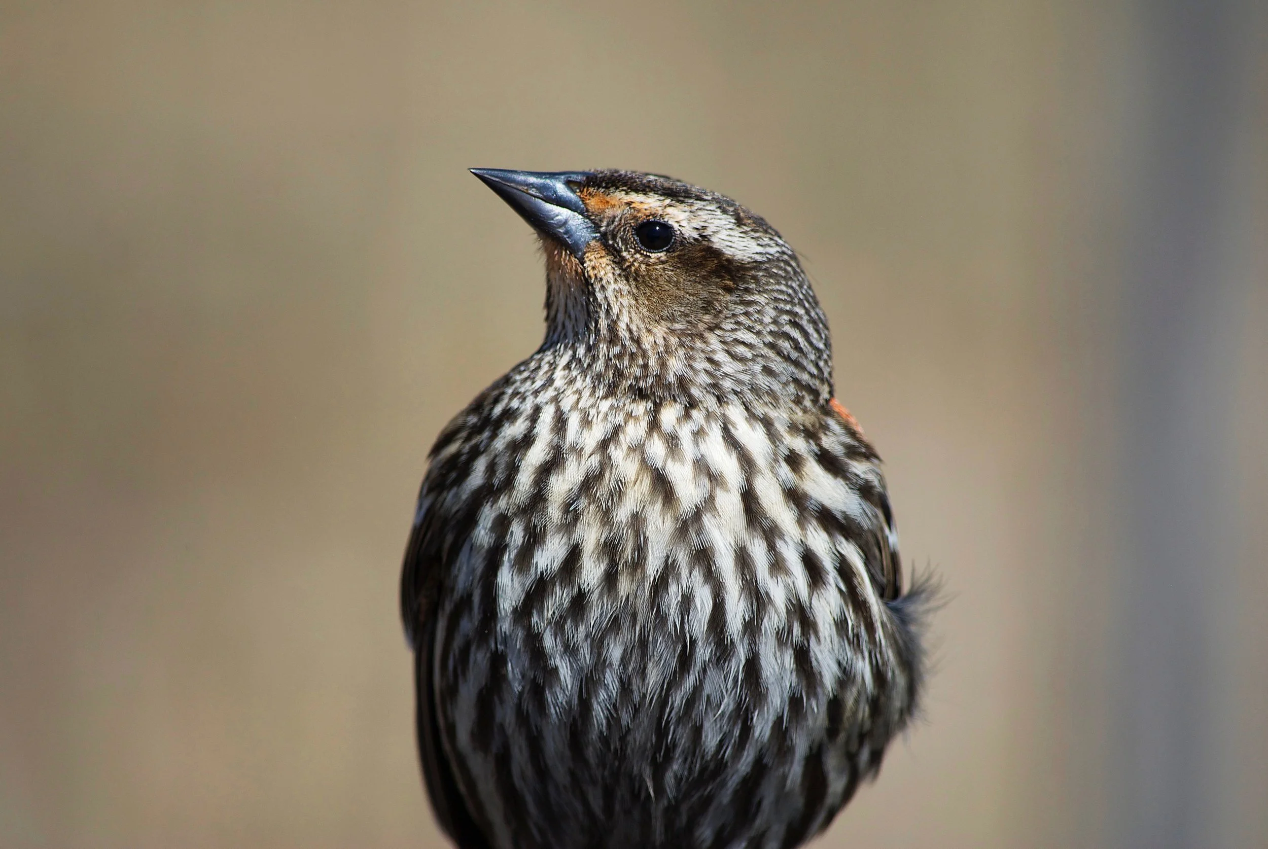 Juvenile Red-winged Blackbird
 2017 | Chicago, Illinois 