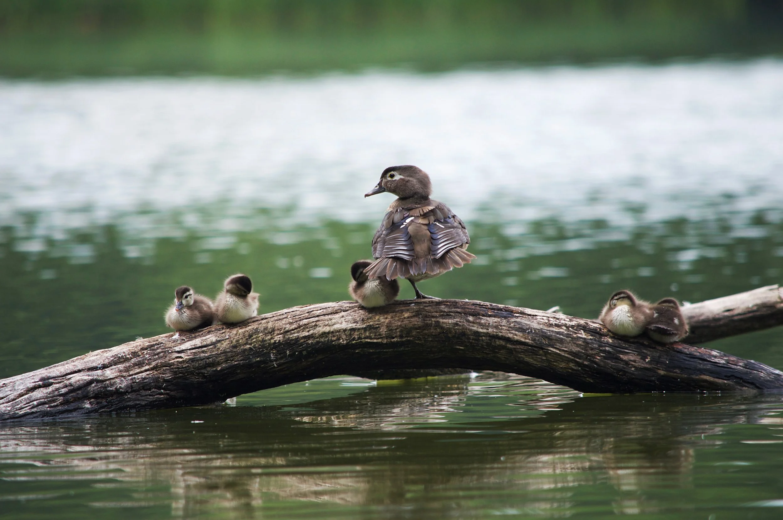 Female Wood Duck with Ducklings
 2017 | Chicago, Illinois 