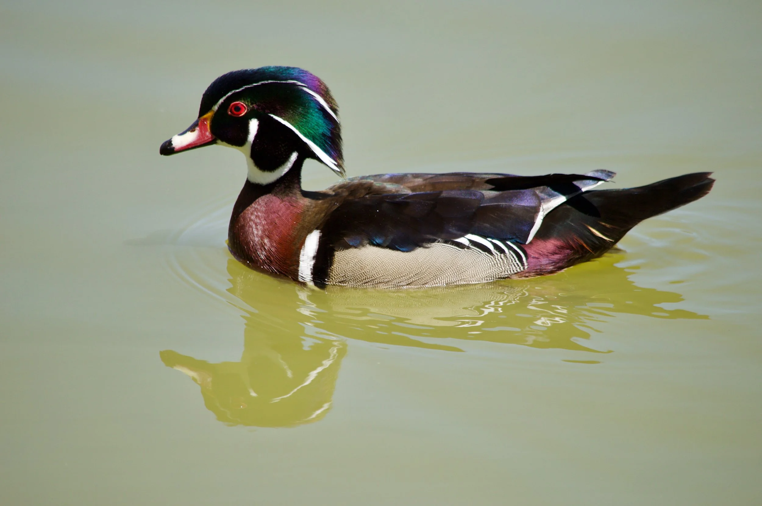 Male Wood Duck
 2017 | Chicago, Illinois 