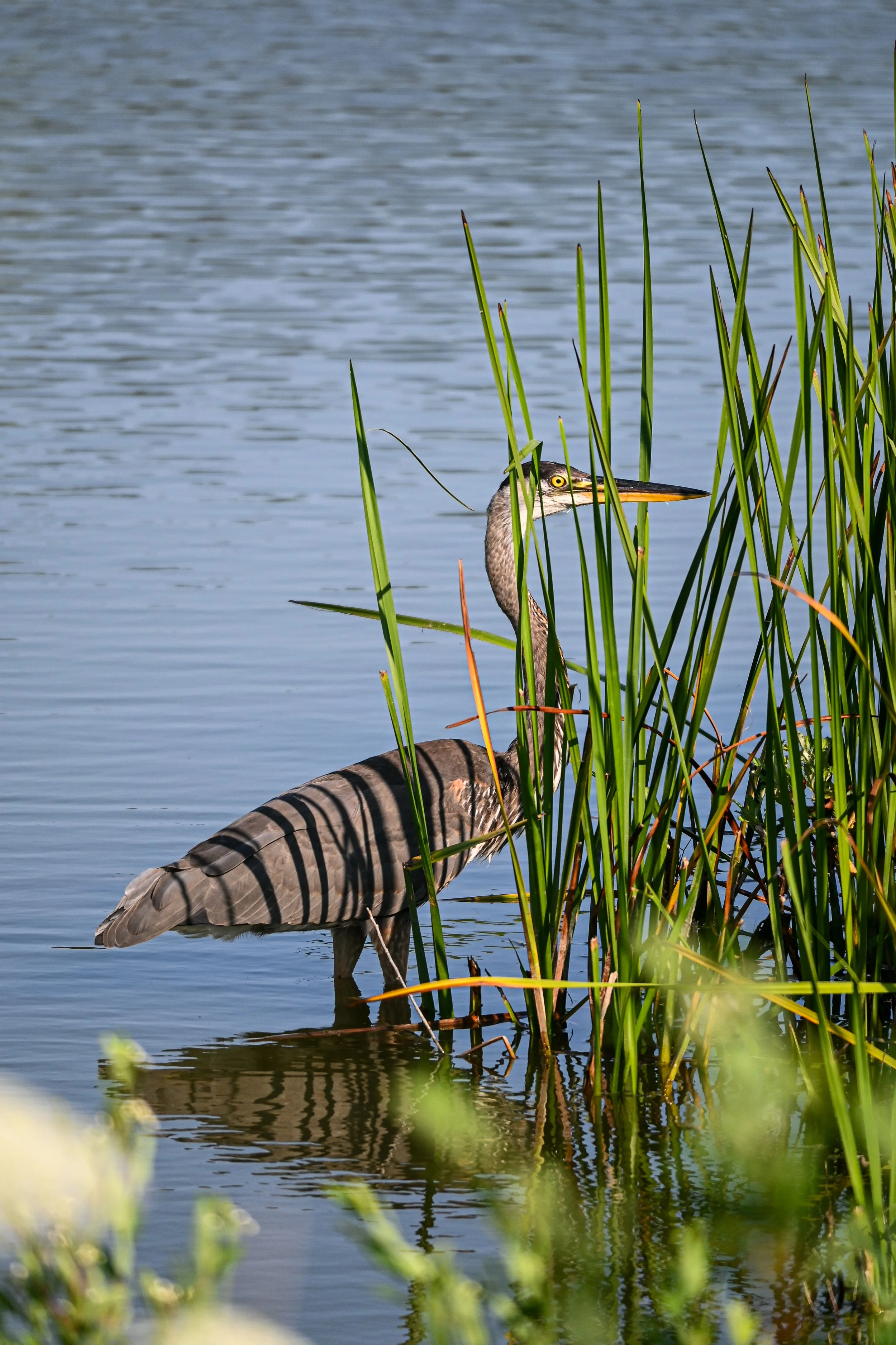 Great Blue Heron
 2026 | Chicago, Illinois 