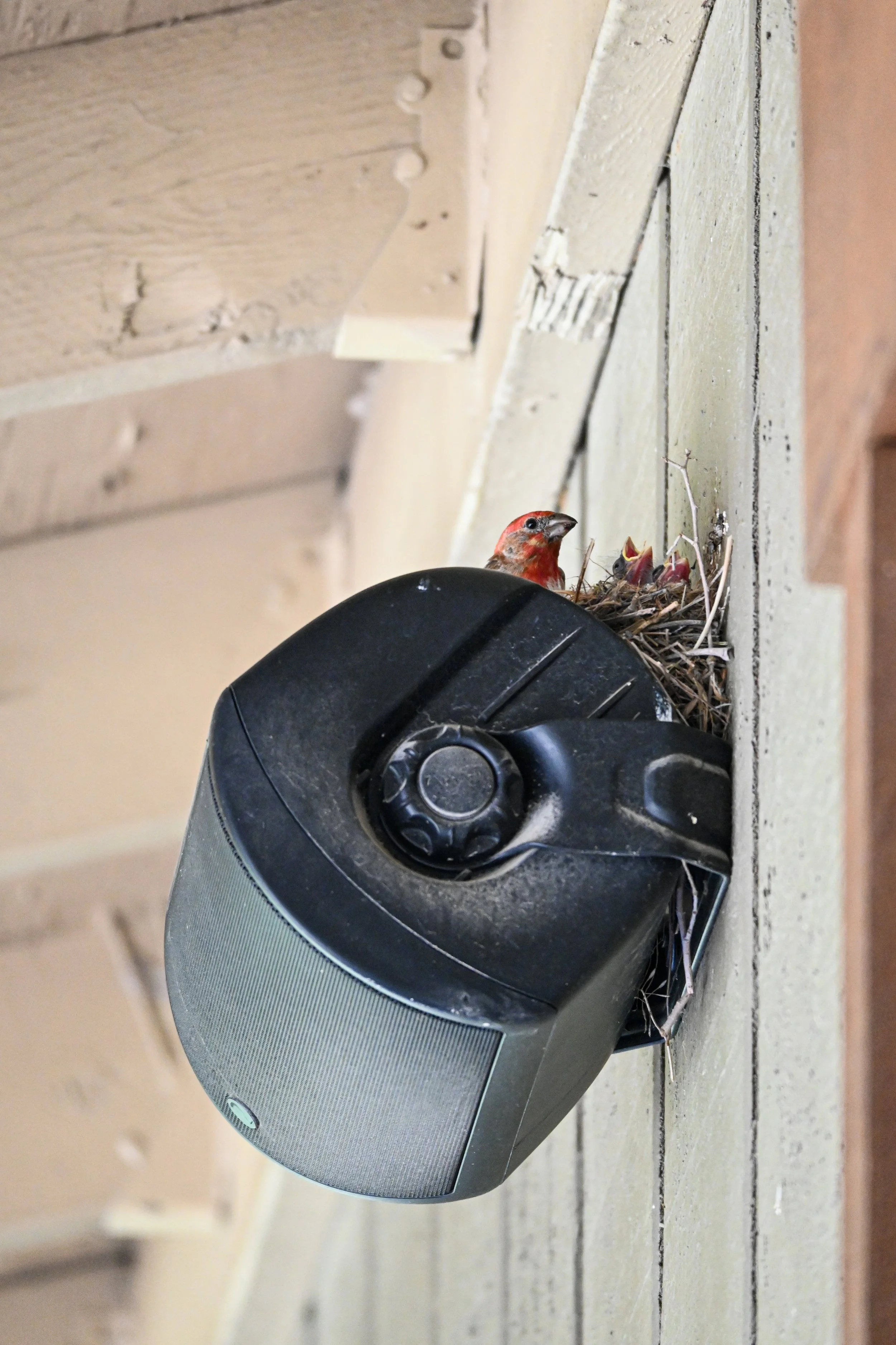 Male House Finch with Nest
 2026 | Manhattan, Kansas 