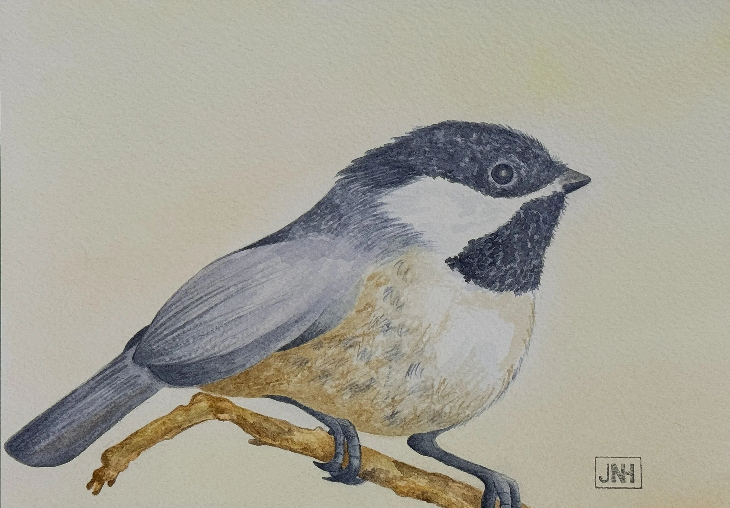 Chickadee
 5 by 7 in. 
 Watercolor 
 2026 