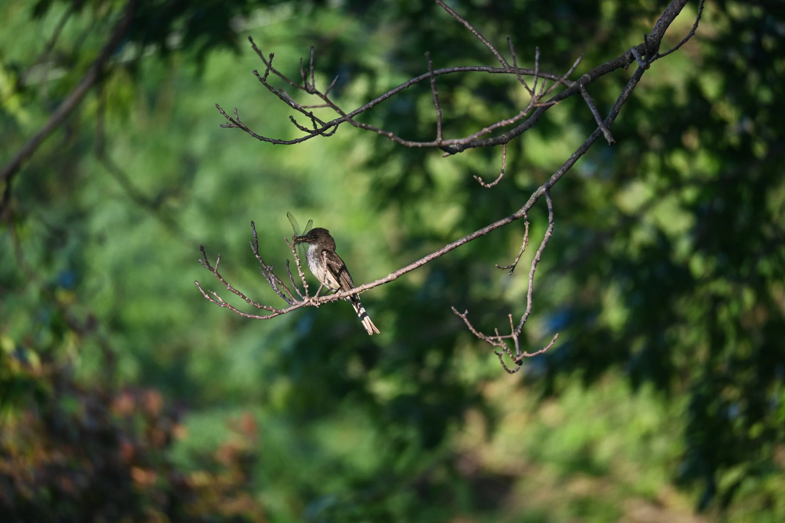 Eastern Phoebe with Dragonfly
 2026 | Manhattan, Kansas 