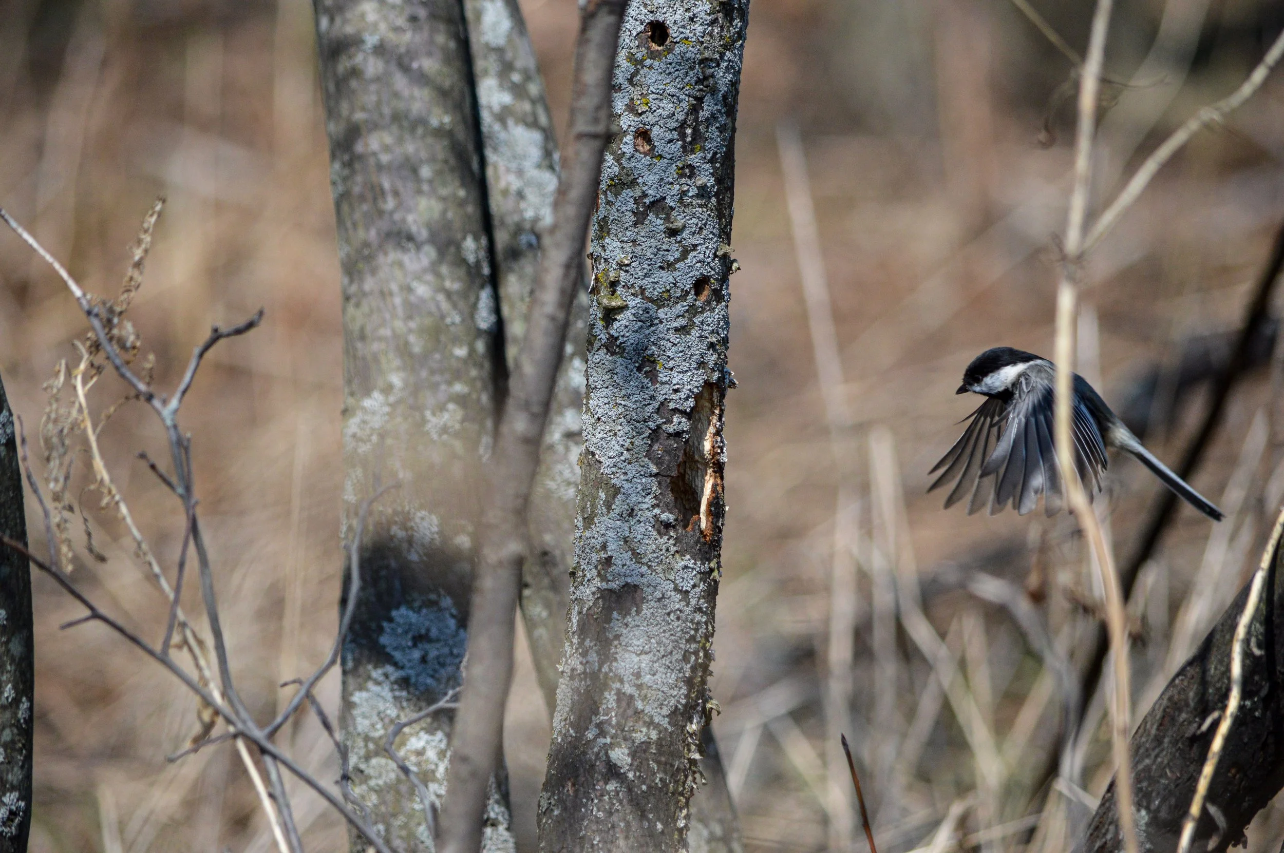 Chickadee at Nesting Site I
 2020 | Chicago, Illinois 
