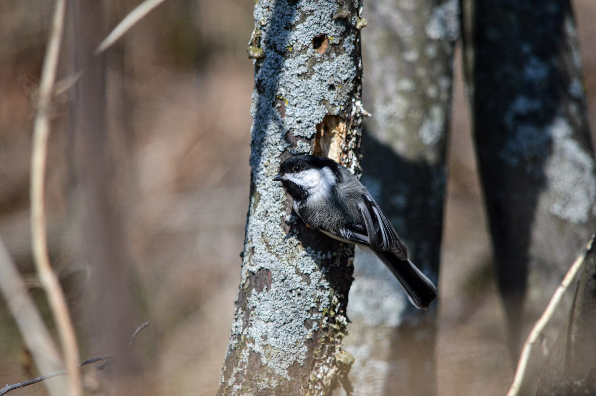 Chickadee at Nesting Site II
 2020 | Chicago, Illinois 