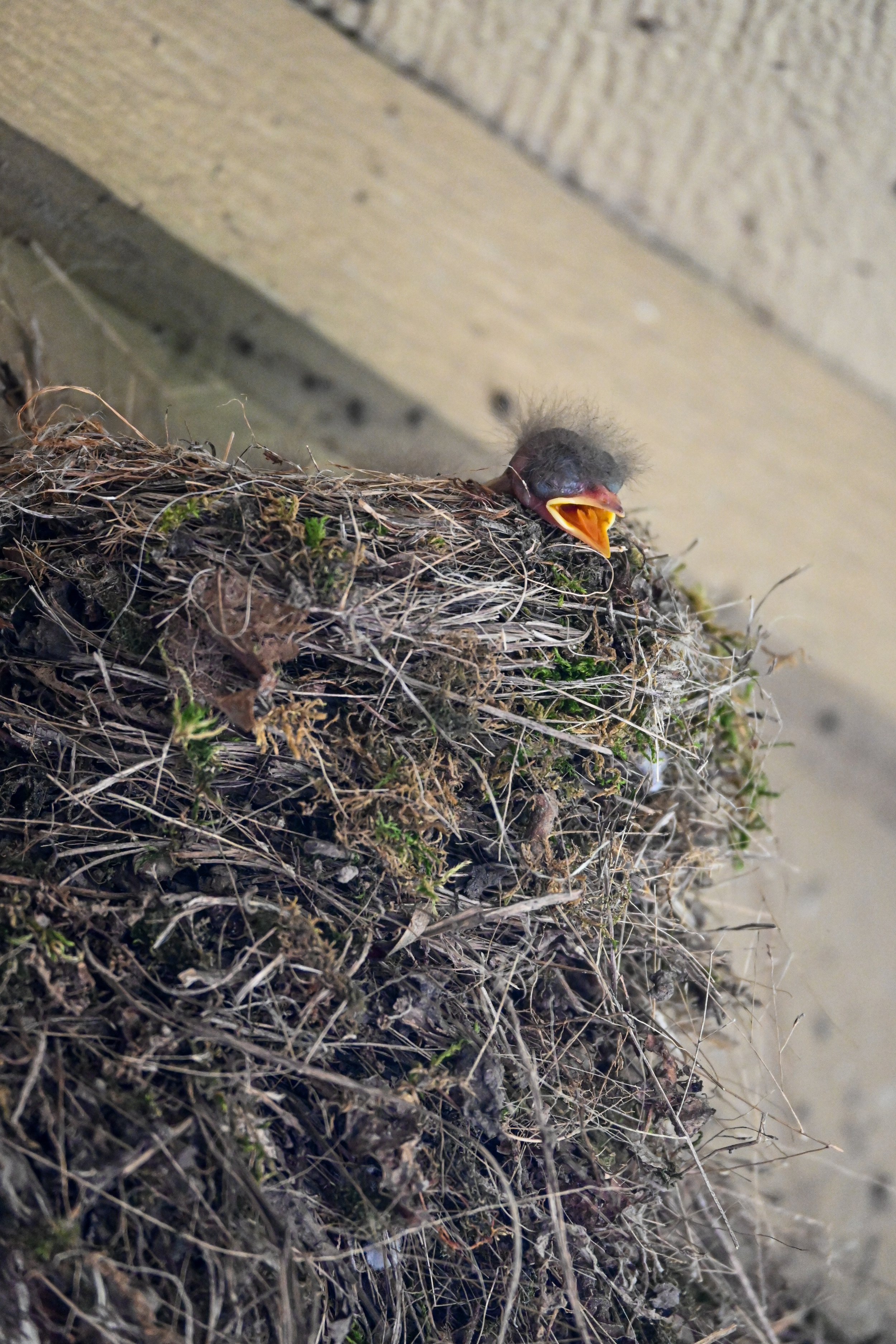 Eastern Phoebe Nest
 2026 | Manhattan, Kansas 