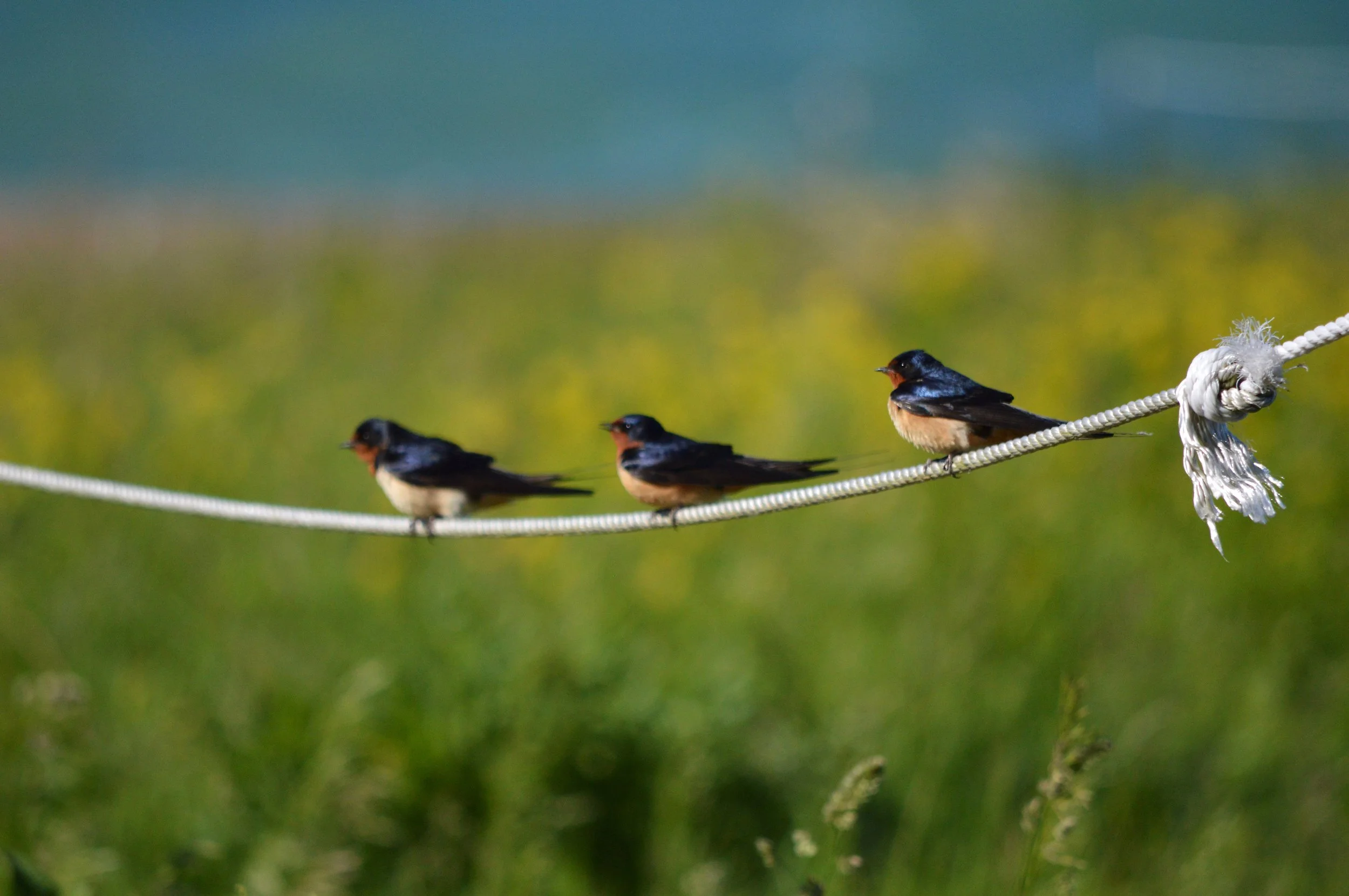 Trio of Barn Swallows
 2018 | Chicago, Illinois 