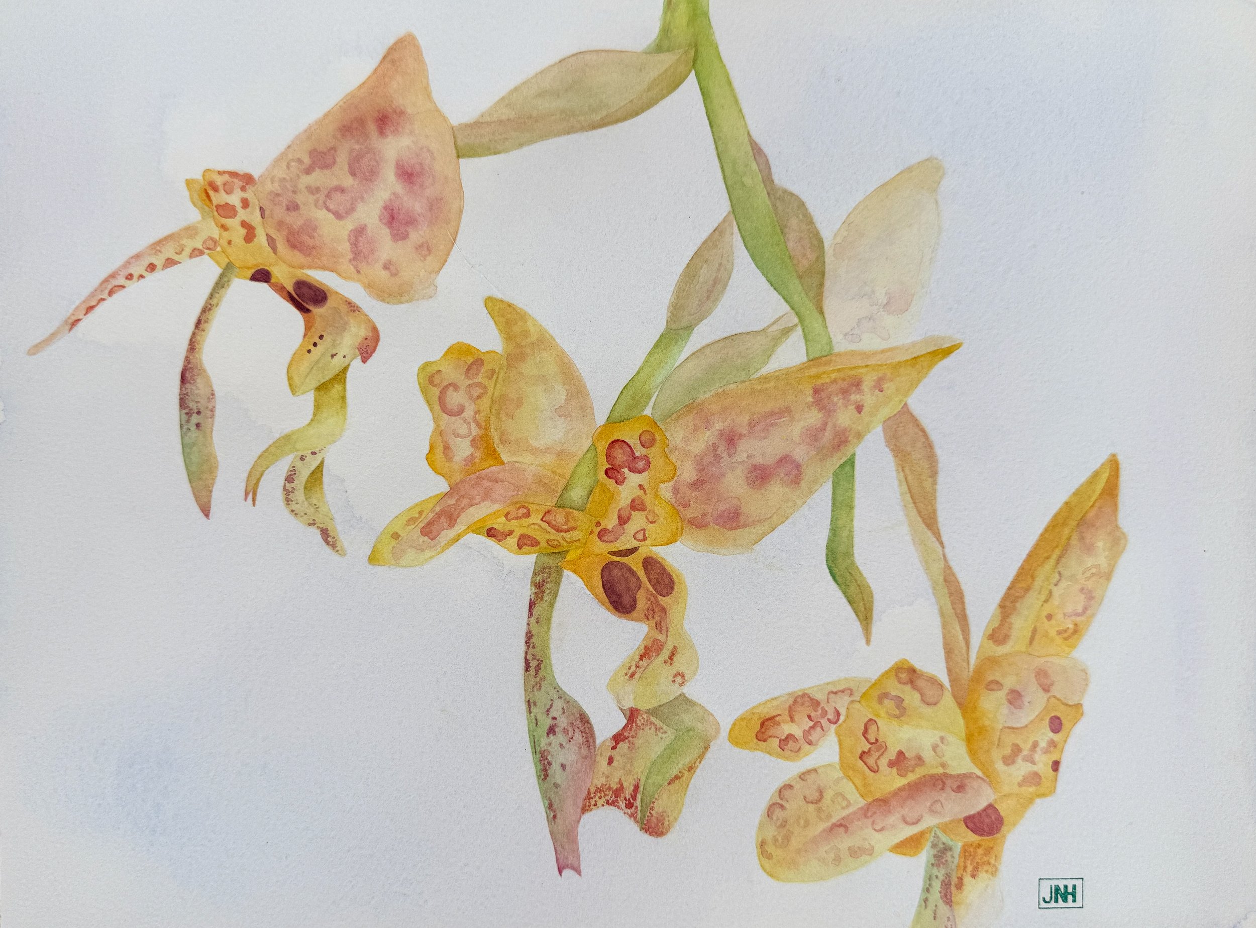 Stanhopea wardii
 9 by 12 in. 
 Watercolor 
 2026 