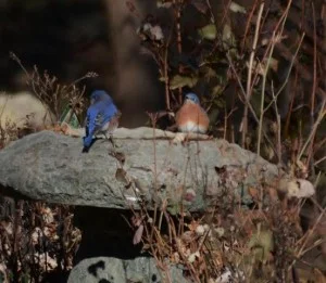 Bluebirds at Teaneck Creek Conservancy, © Jimmy Macaluso, Bergen County Audubon Society