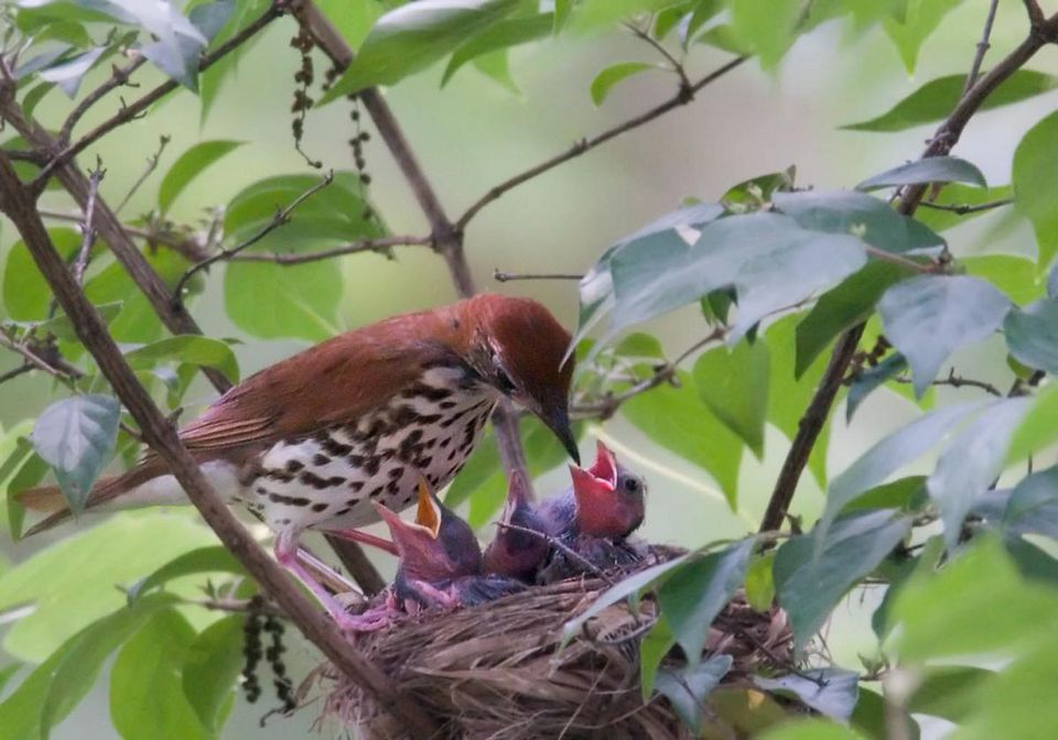 Wood thrush populations have declined by 65% in the past four decades. Photo by Kelly Colgan Azar.