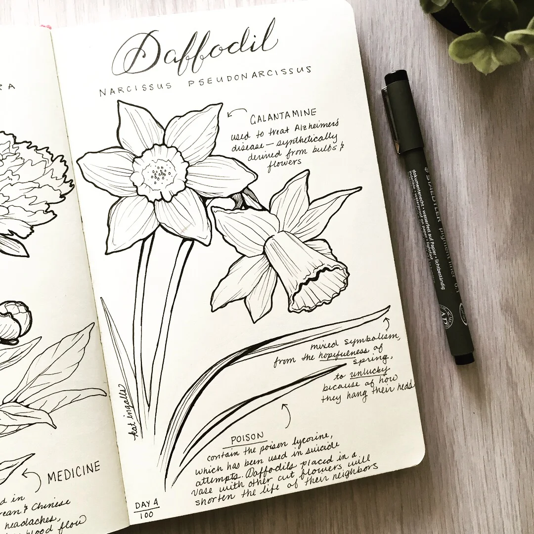 4 - Daffodil.jpg