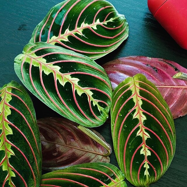 Pruning helps the rest of the plant, but when the leaves are this pretty it feels like a crime 😭

#calathea #maranta #variagated #plantsmakepeoplehappy #plantlady