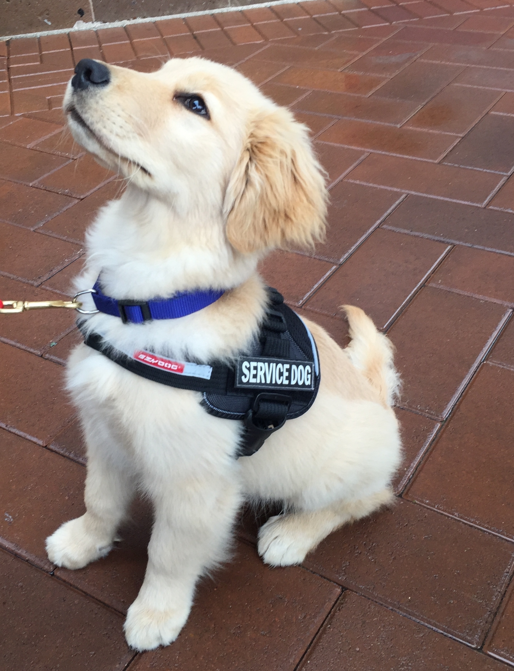 already trained service dogs
