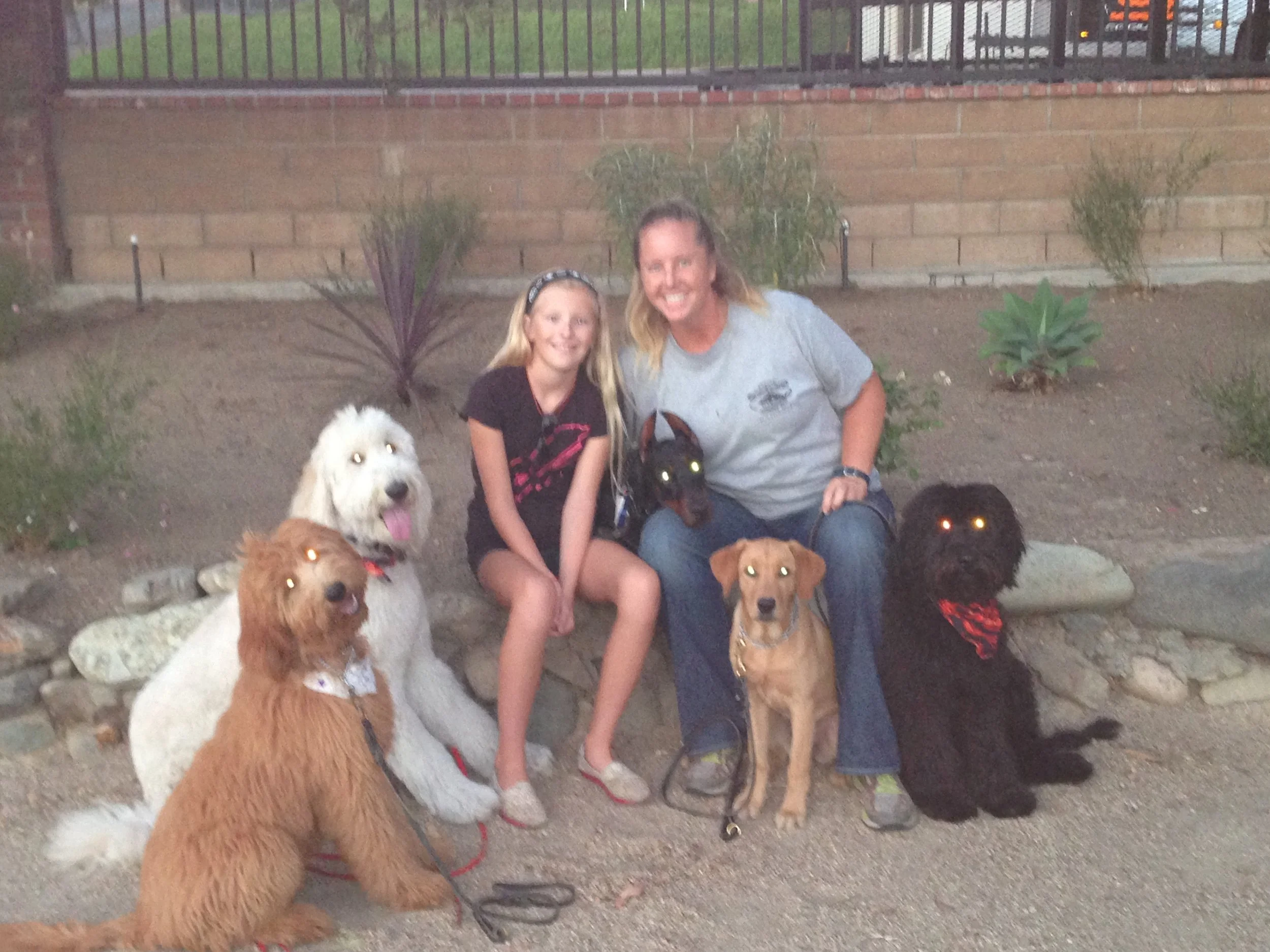 dog boot camp boarding