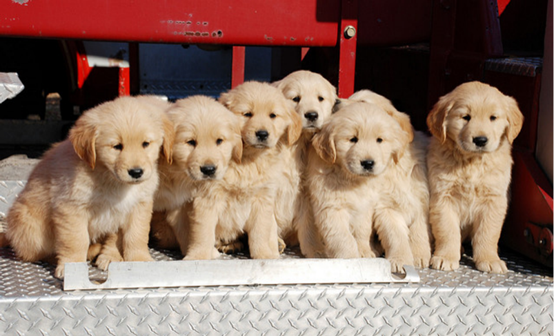 puppy obedience