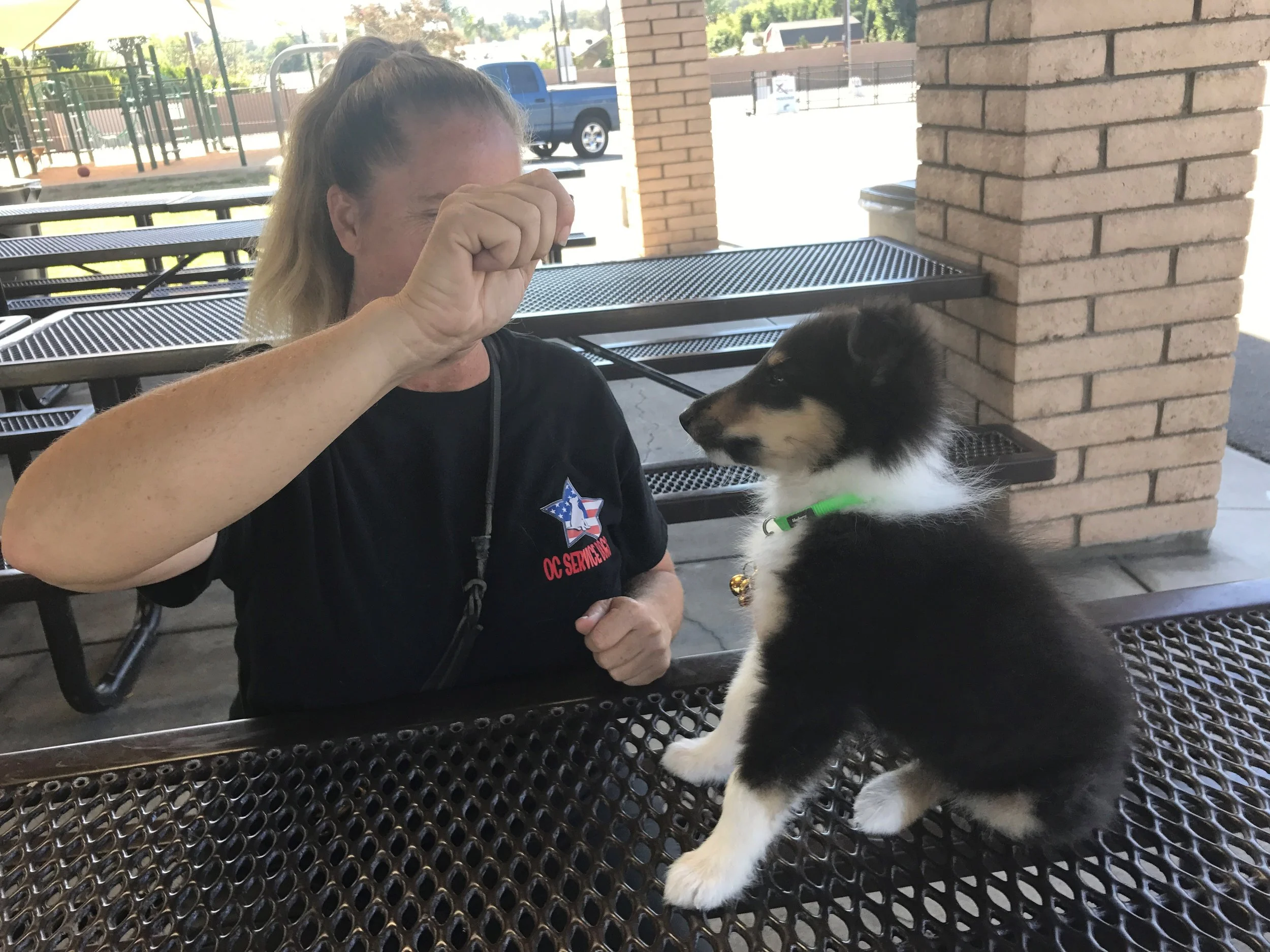 collie.jpg