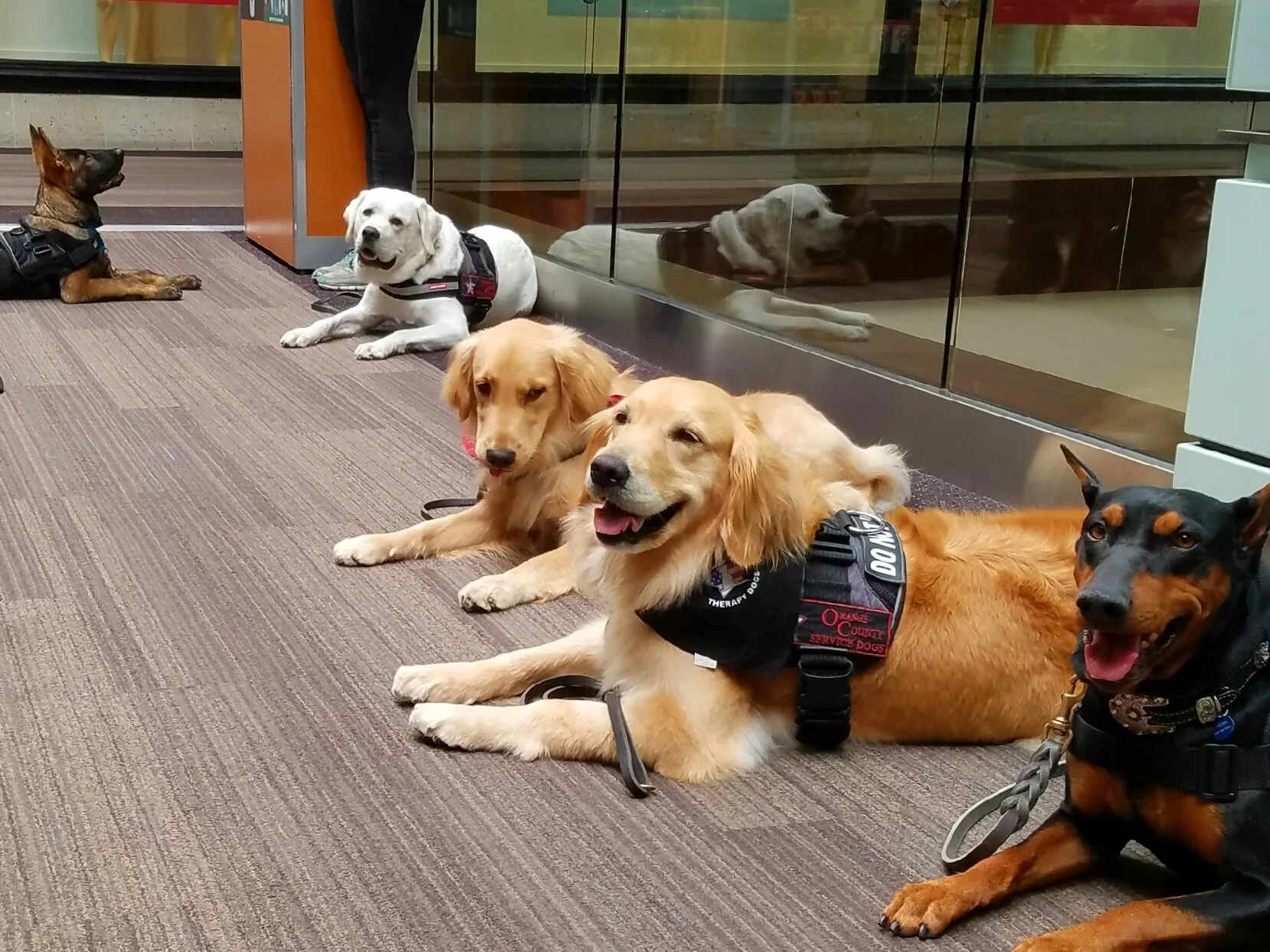 therapy dog training in my area