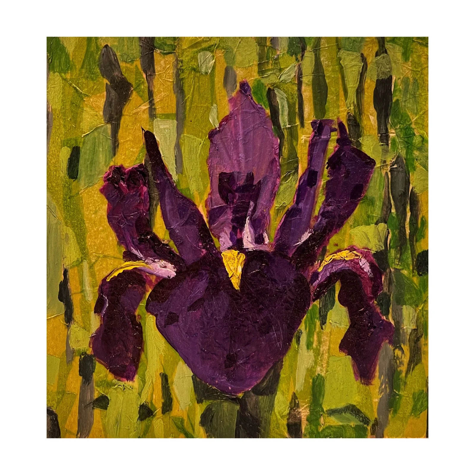 Iris 8x8"