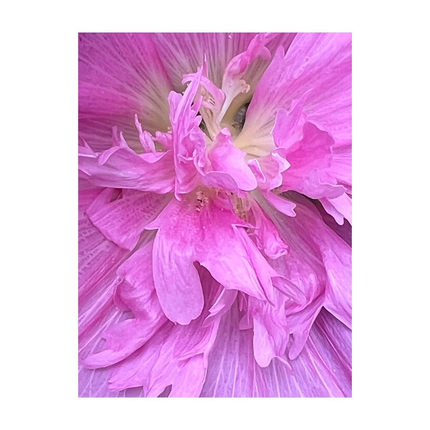 A Danish Hollyhock. #floweroftheday #backtomyroots