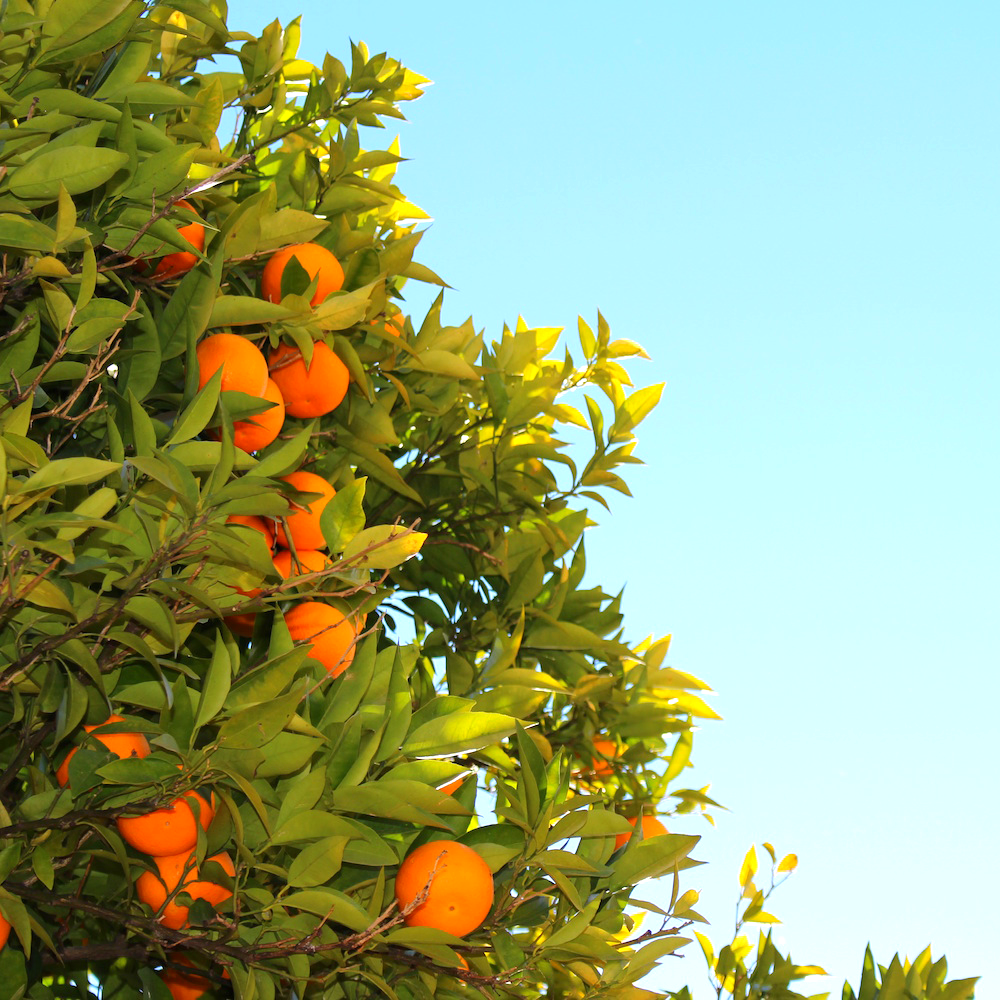 vitamin-c-facial
