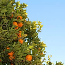 Vitamin-C-Treatment.jpeg