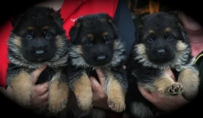 3 German Shepherd Aimsway Puppies