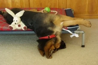 German Shepherd puppy falling off bed.jpg