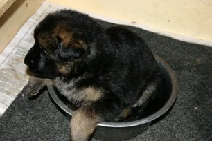German Shepherd puppy sitting in water bowl.jpg