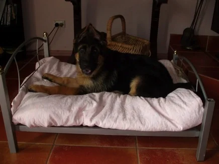 German Shepherd puppy ears up.jpg