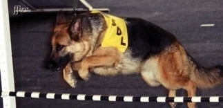 German Shepherd agility training.jpg