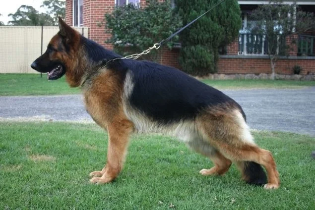 Vegas   Von Dongmiran    &nbsp; - HD Normal ED Normal SchH1 KKL1    Date of Birth - 01/04/2008