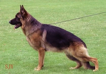 Sire - Yerom Vom Haus Salihin SchH.3   VA 2 2009 Reserve German Sieger