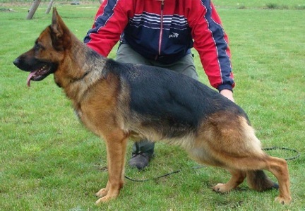 Dam - Pischa Von Der Zenteiche SchH.2   VA 3 2009 Dutch Sieger Show  V28 2008 German Sieger Show