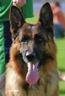 Sire - Yerom Vom Haus Salihin